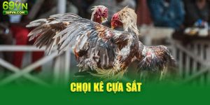 Giới thiệu sân chơi đá gà cửa sắt tại 69VN