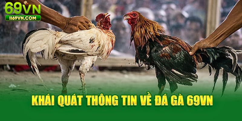 Thông tin về sảnh cược Đá gà 69VN