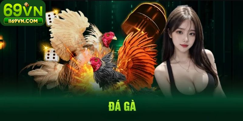 Kinh nghiệm cá cược ăn đậm tại Đá gà 69VN