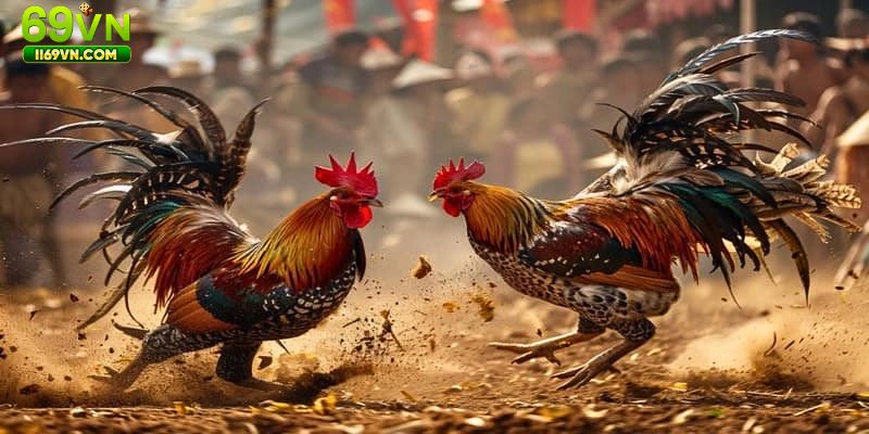Luật chơi đá gà cựa sắt mà người mới cần nắm rõ