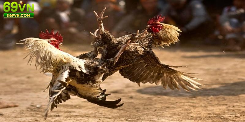 Bí quyết bắt kèo đá gà cựa sắt